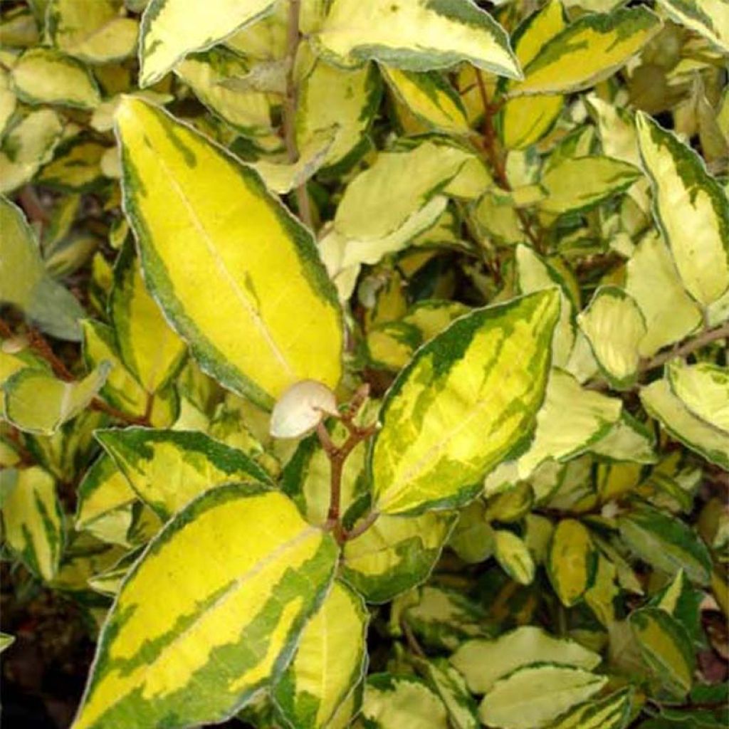 Elaeagnus ebbingei Eleador