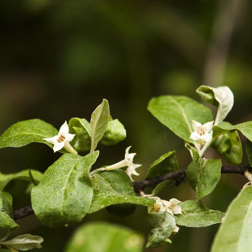 Eleagno gris - Elaeagnus multiflora