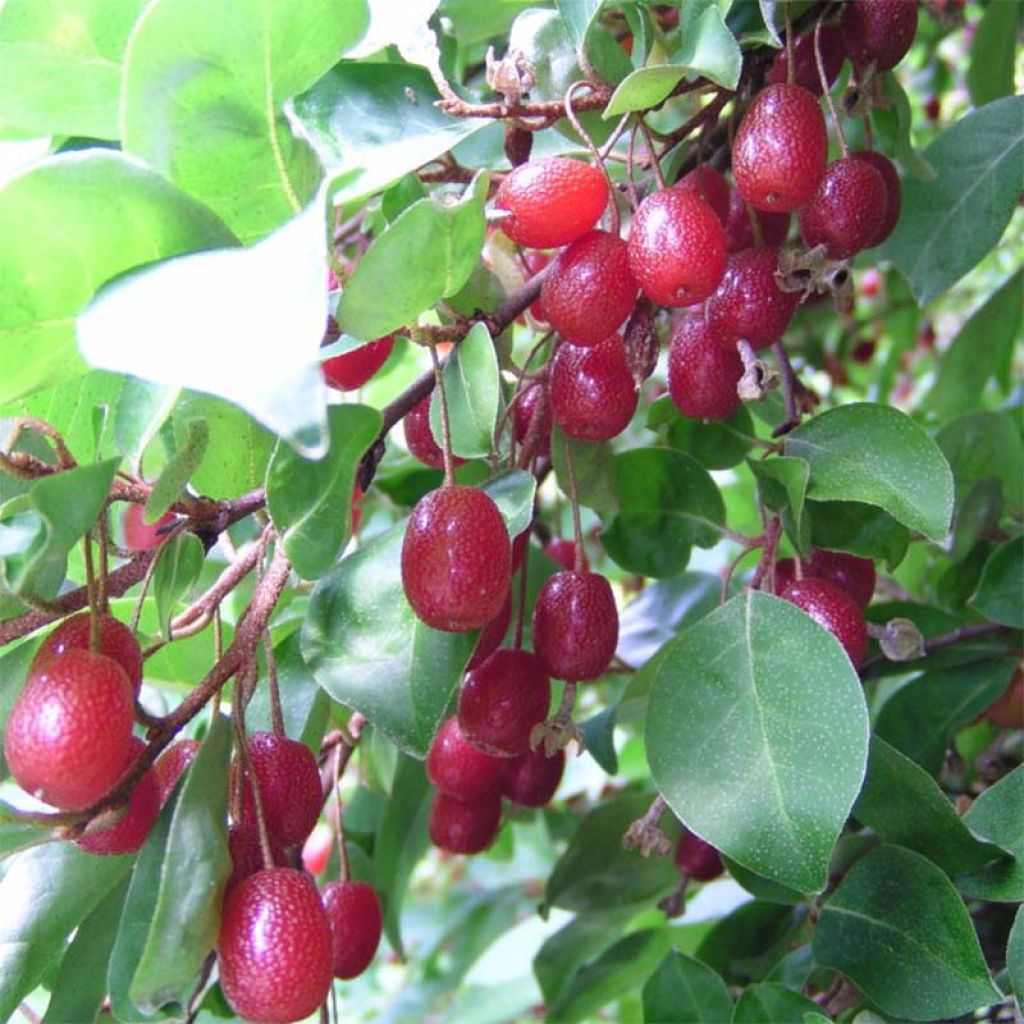 Eleagno gris - Elaeagnus multiflora