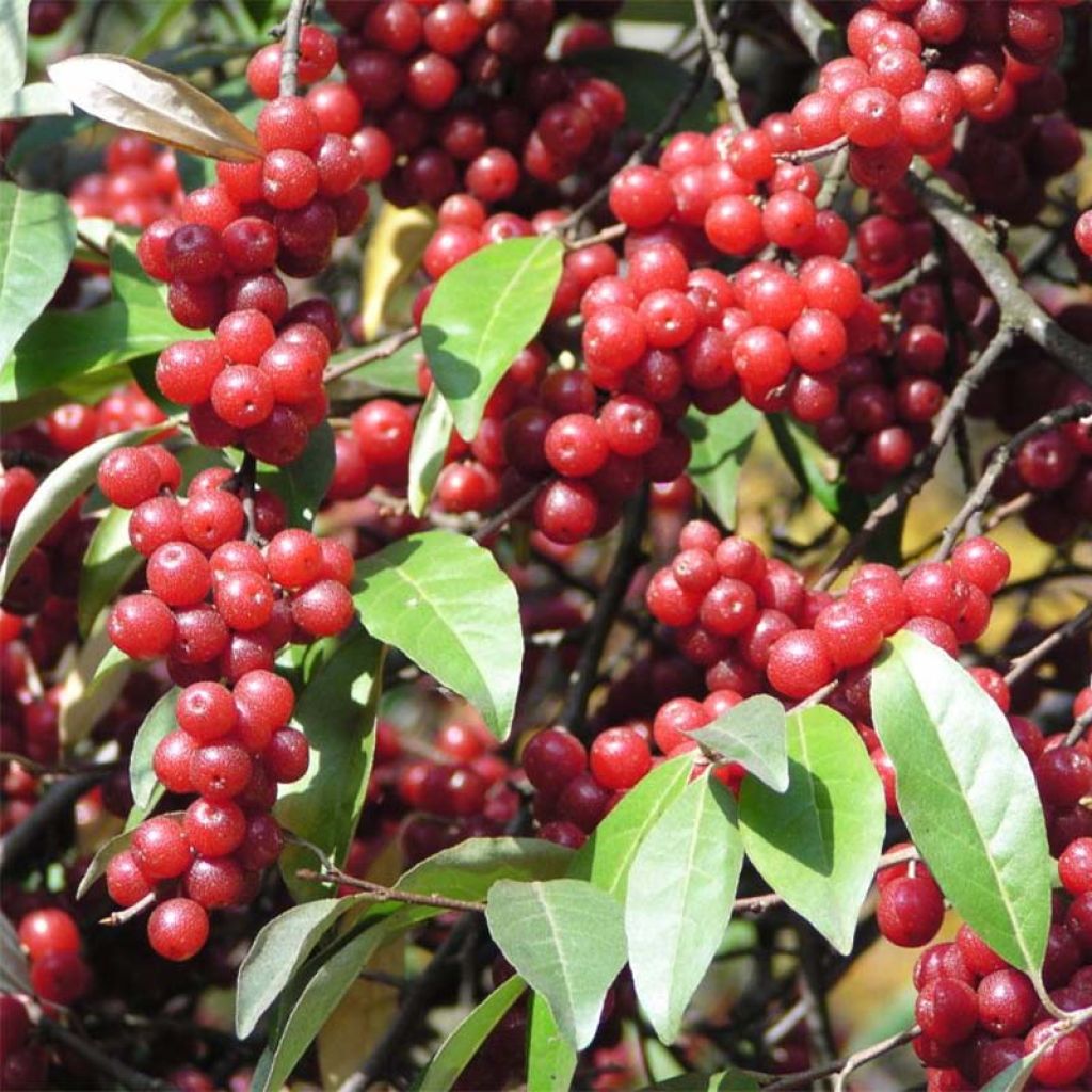 Arándano japonés - Elaeagnus umbellata
