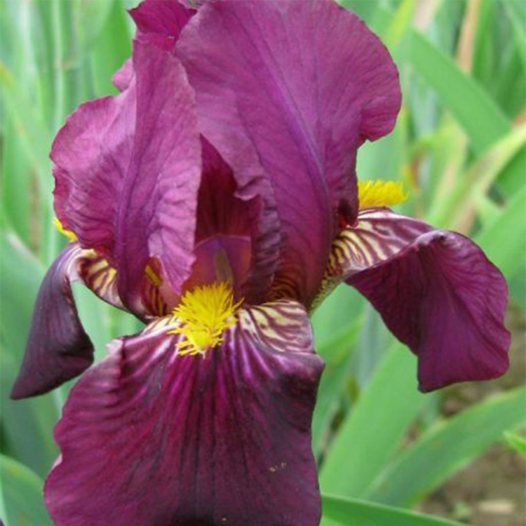 Iris germanica Red Orchid