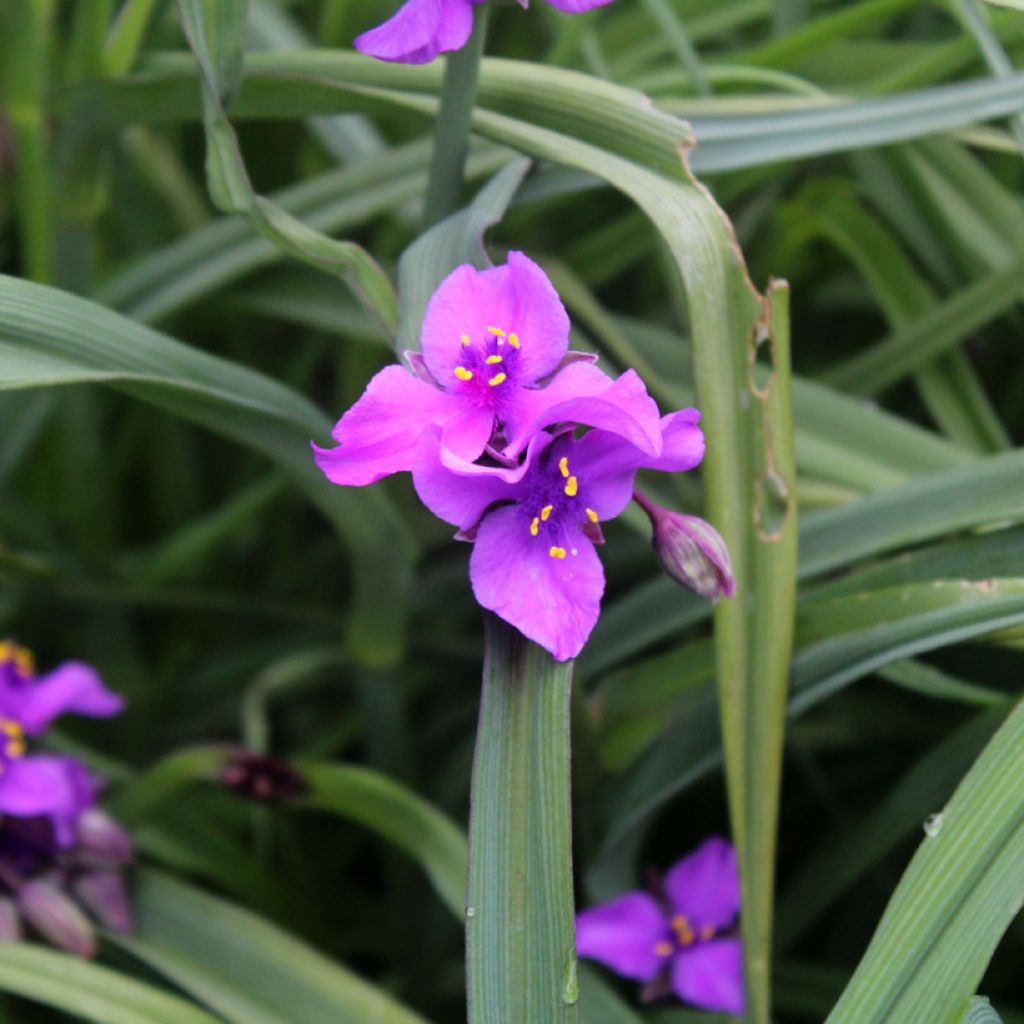 Tradescantia andersoniana Concord Grape