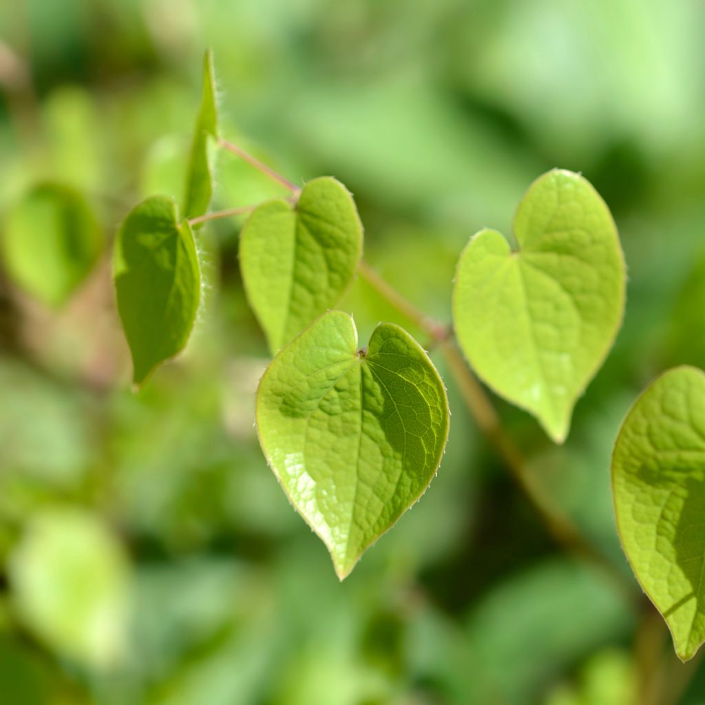 Epimedium alpinum
