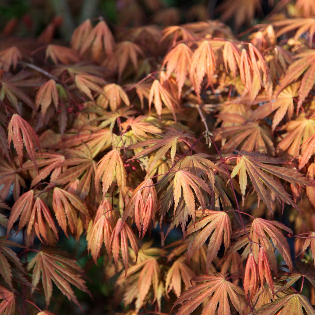 Erable du Japon - Acer palmatum Ariadne