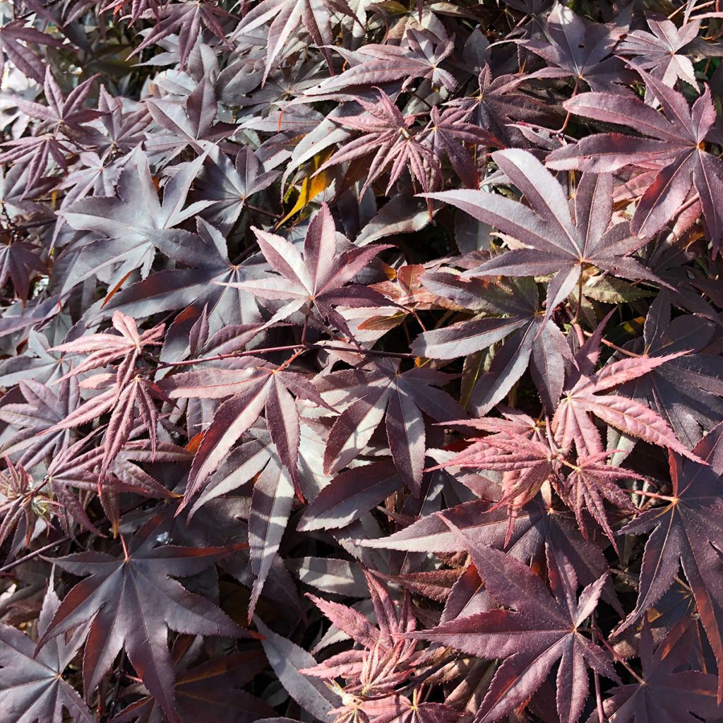Arce japonés Bloodgood- Acer palmatum