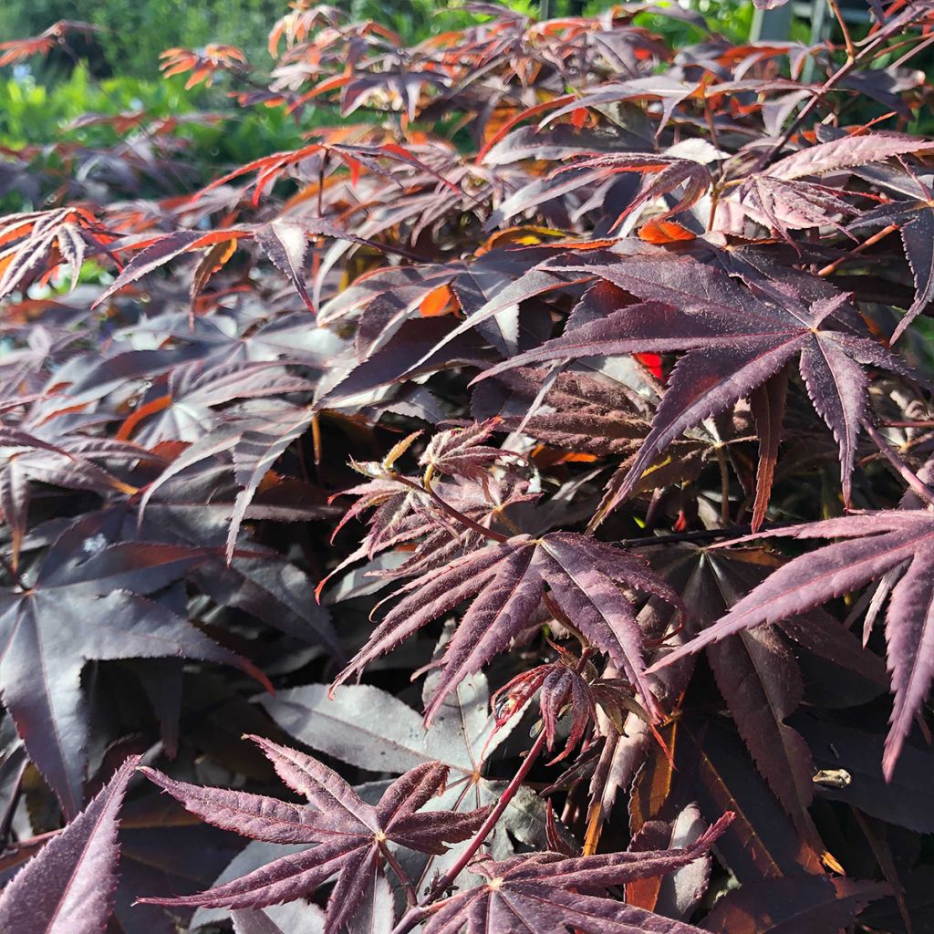 Arce japonés Bloodgood- Acer palmatum