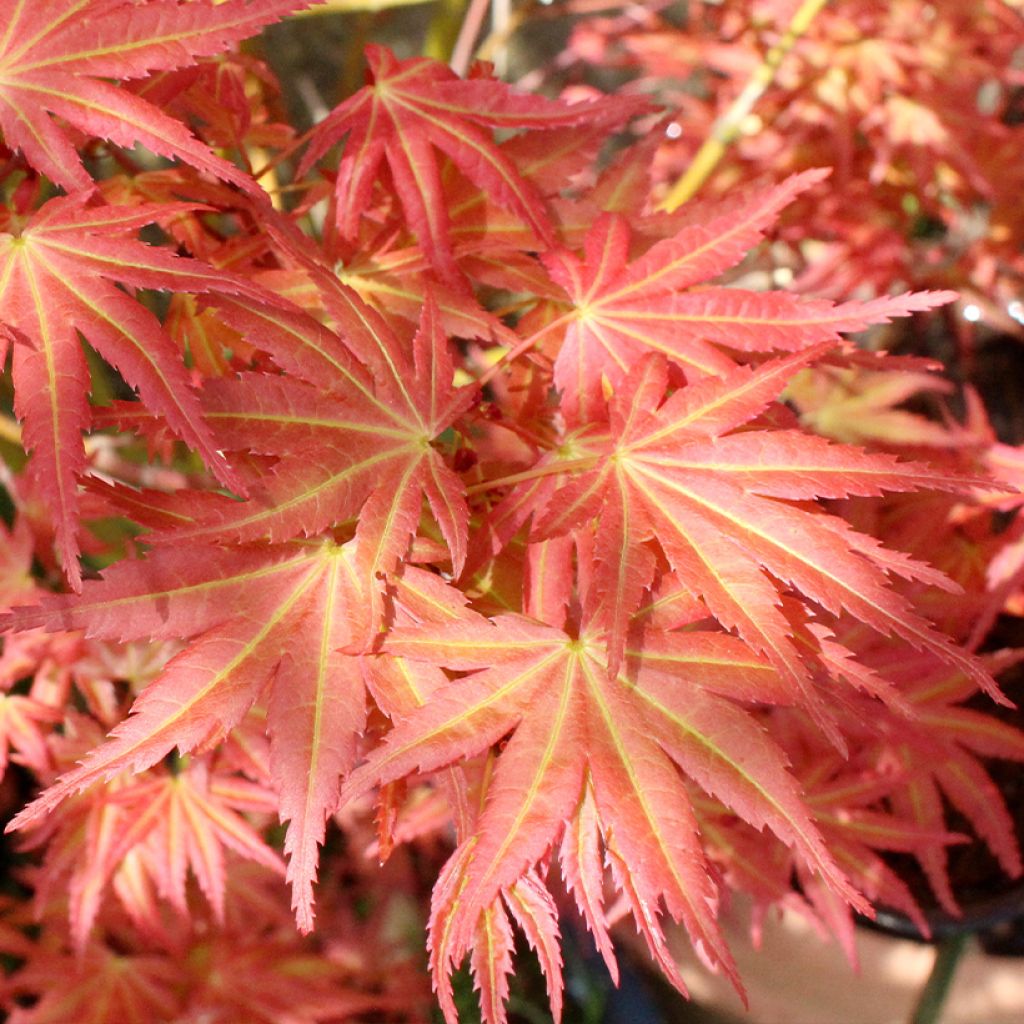 Arce japonés Brown Sugar