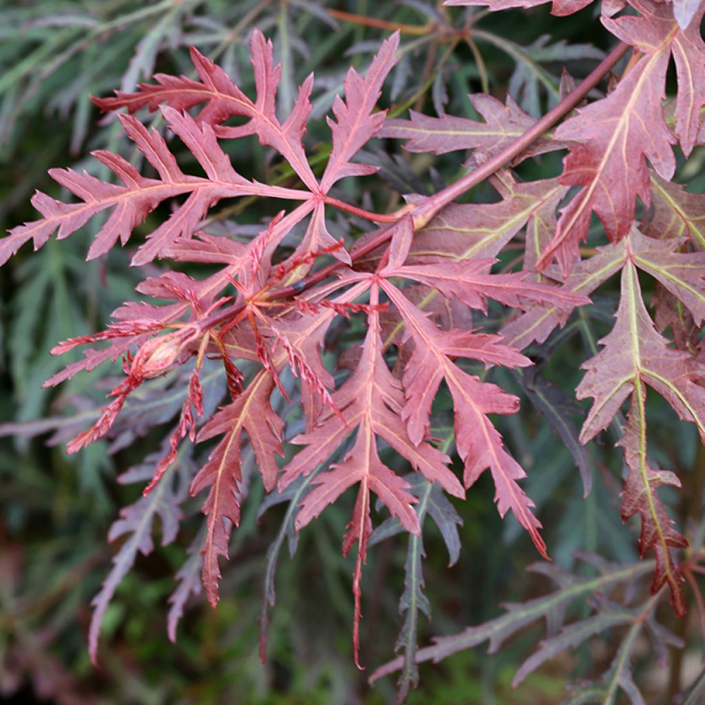 Arce japonés Dissectum Orangeola