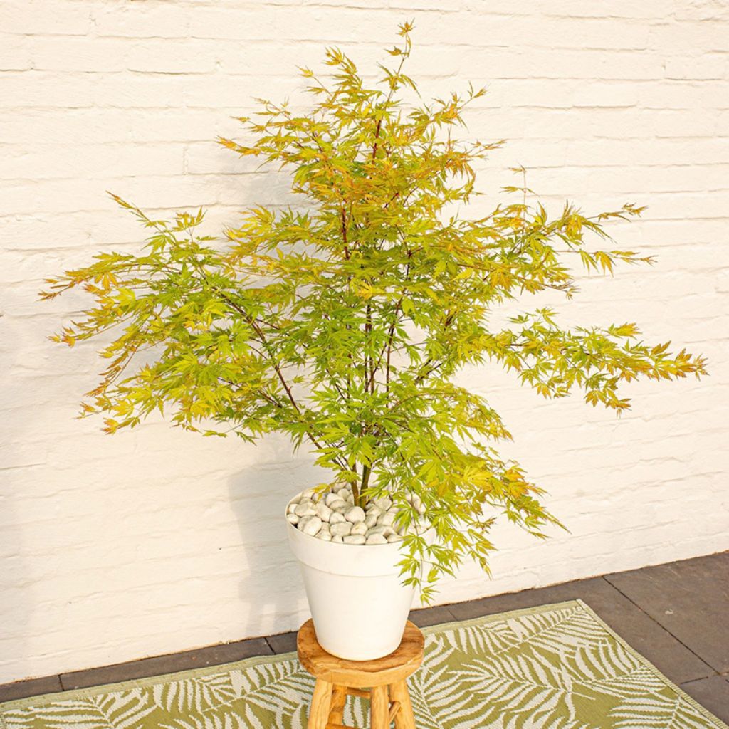 Arce japonés Orange Lace - Acer palmatum