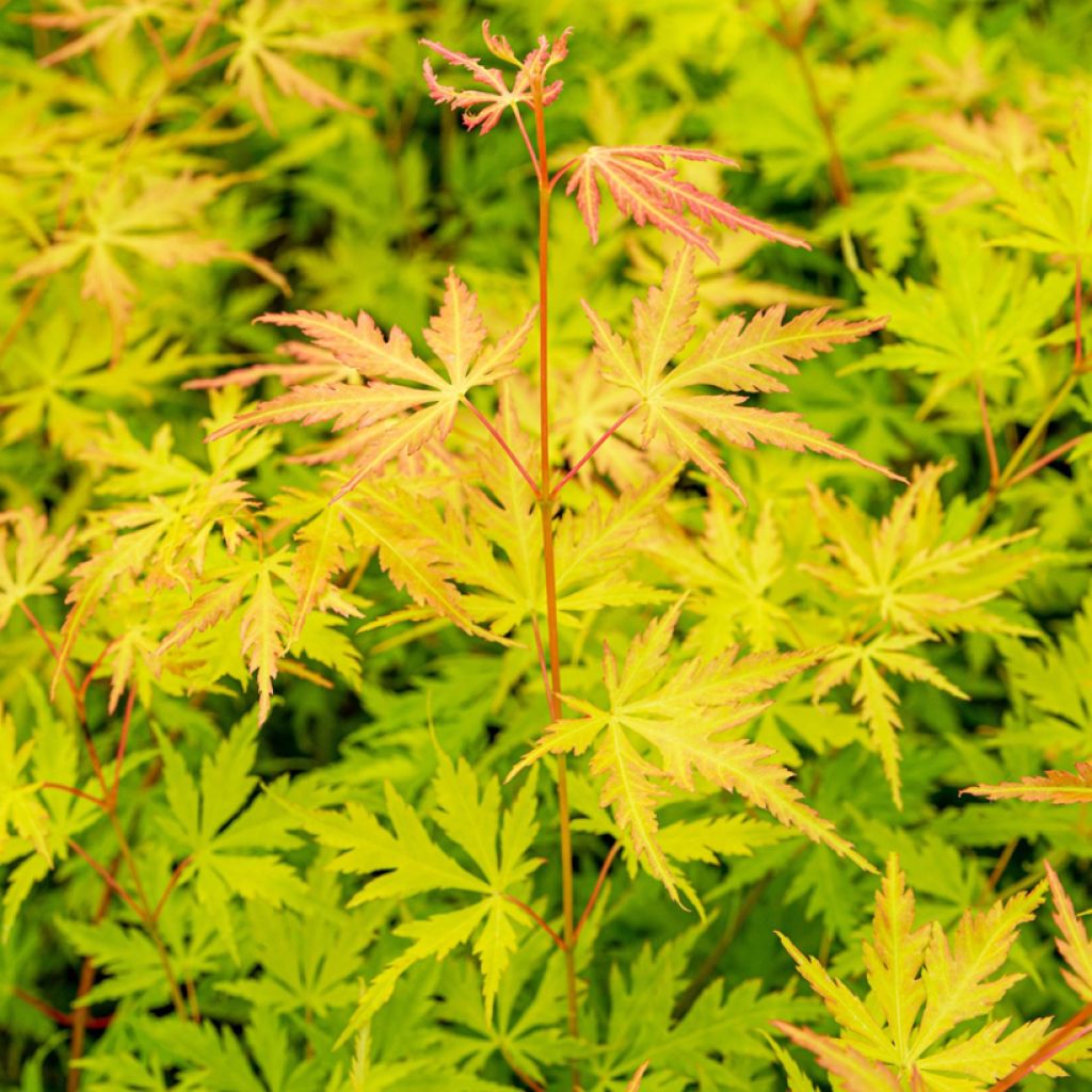 Arce japonés Orange Lace - Acer palmatum