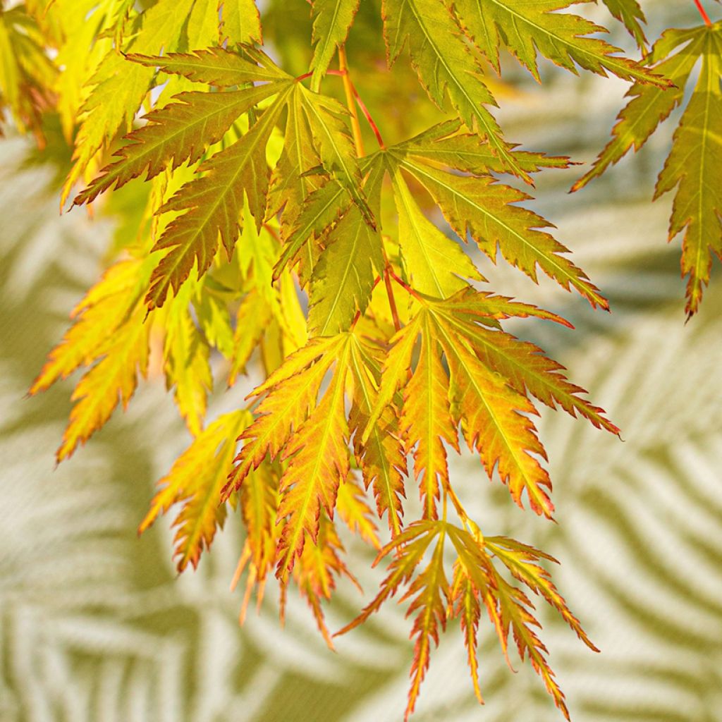 Arce japonés Orange Lace - Acer palmatum