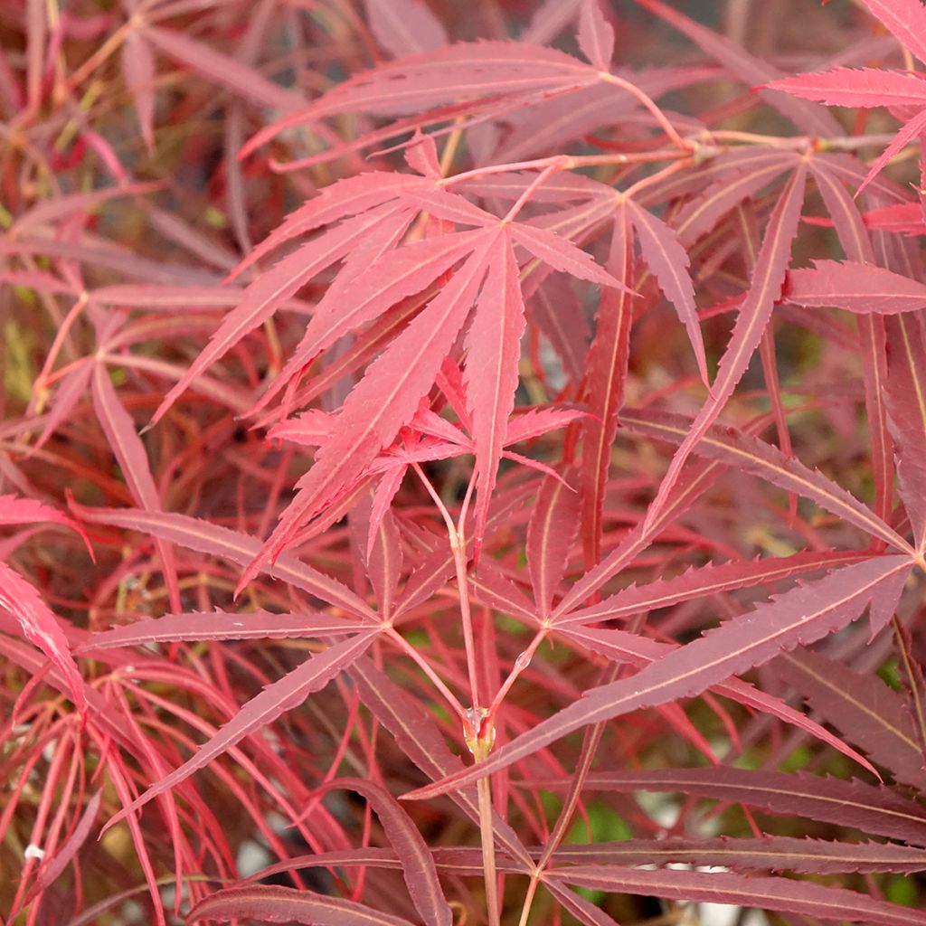 Arce japonés Red Pygmy