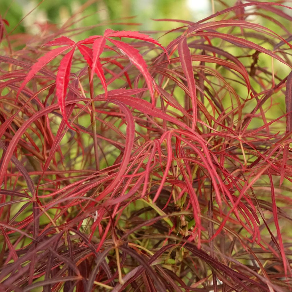 Arce japonés Red Pygmy