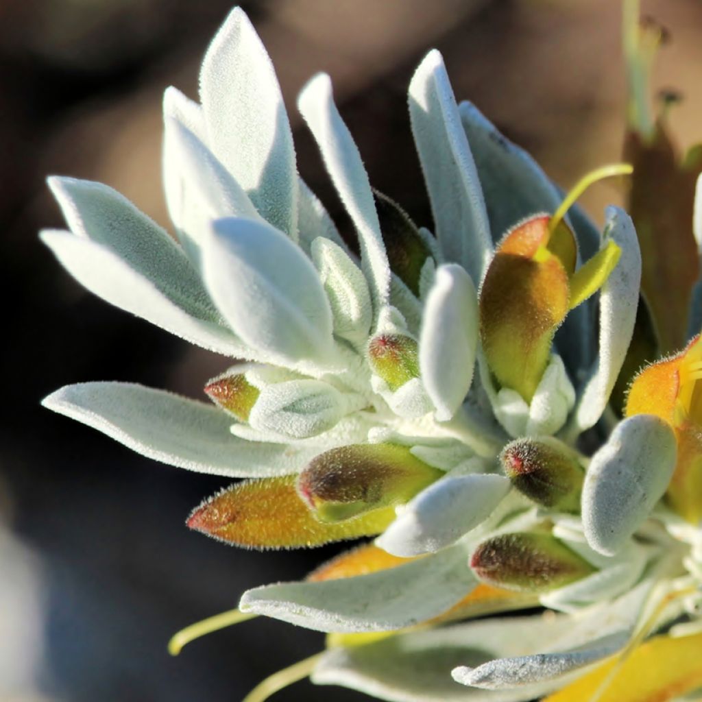 Eremophila glabra Kalbarri Carpet