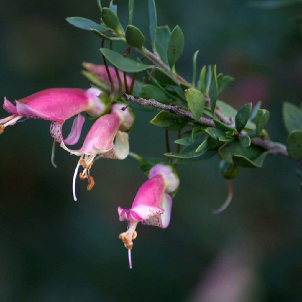 Eremophila maculata - Falsa ortiga moteada