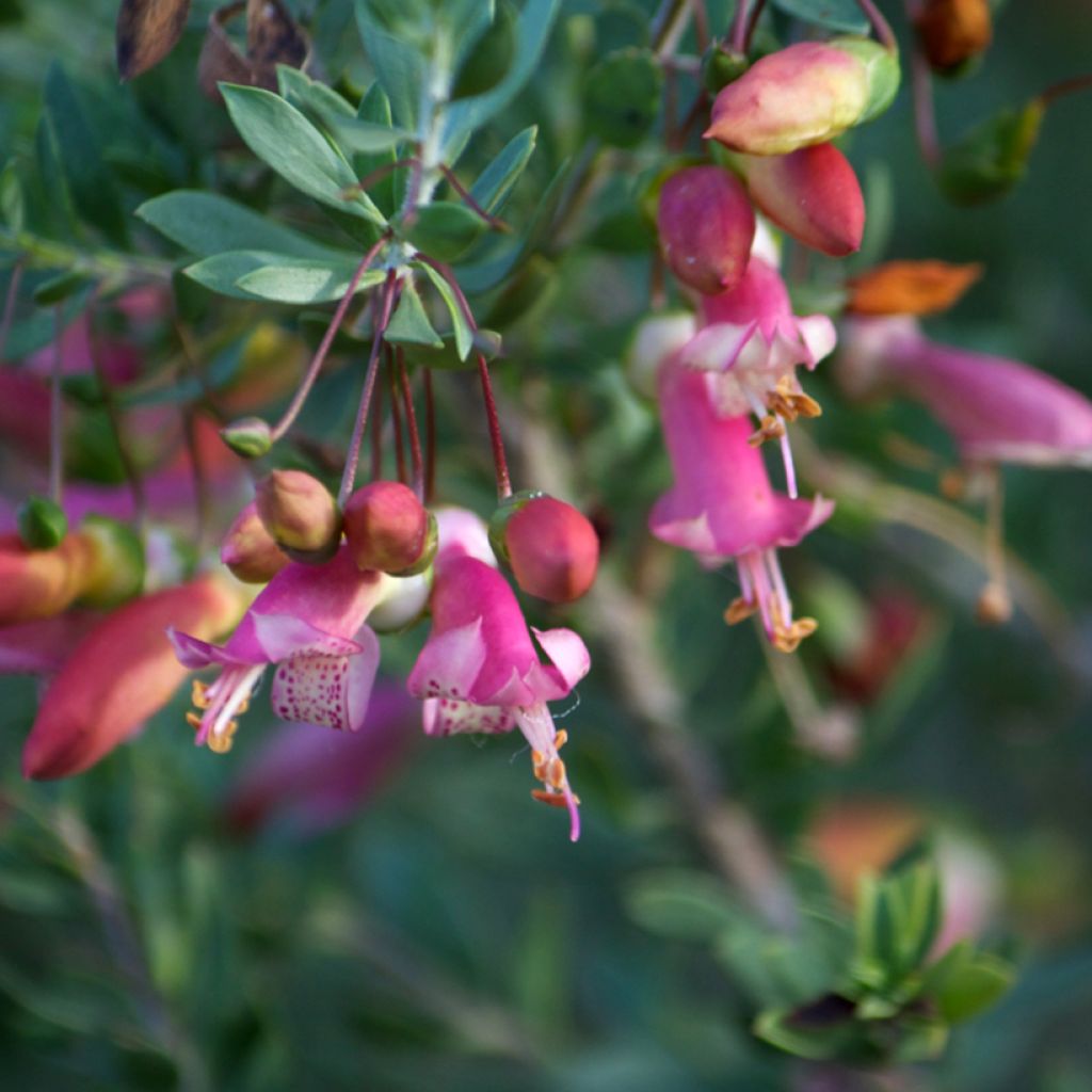 Eremophila maculata - Falsa ortiga moteada