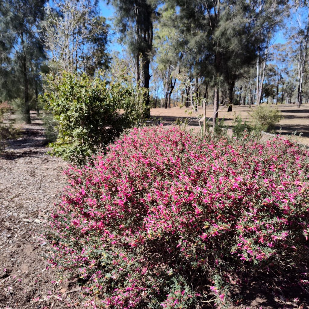 Eremophila maculata - Falsa ortiga moteada
