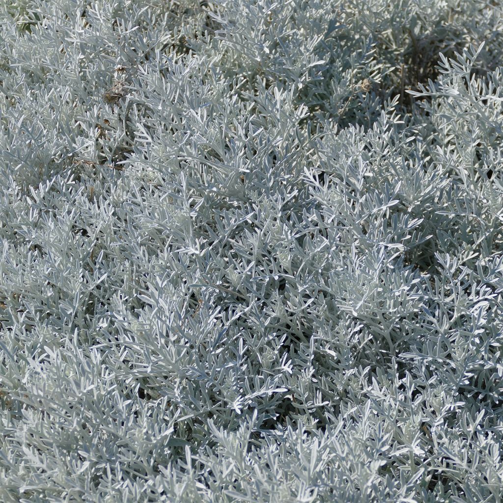 Eremophila nivea