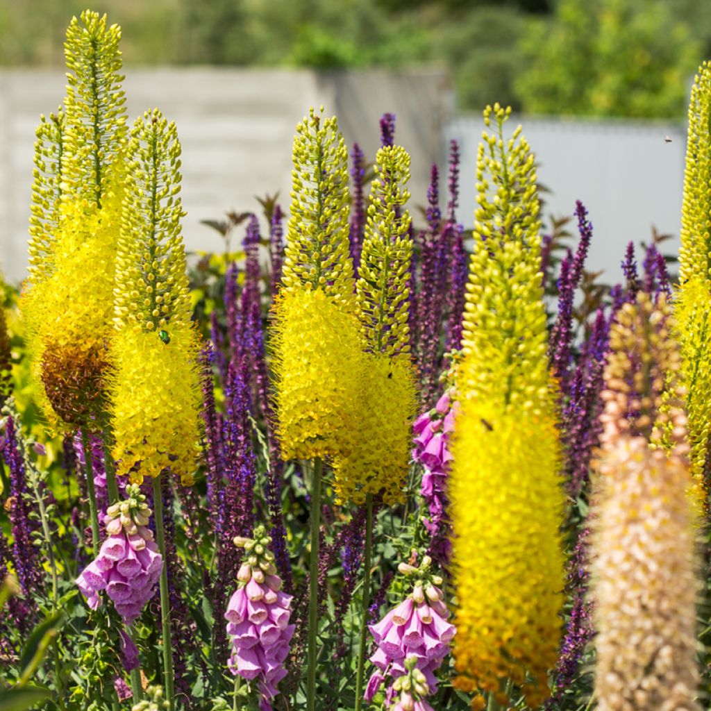 Eremurus bungei - Cola de zorro