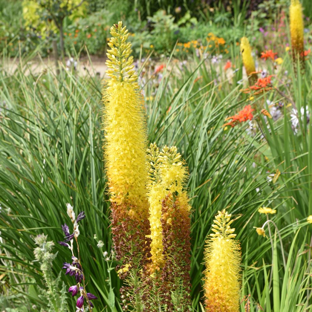 Eremurus bungei - Cola de zorro
