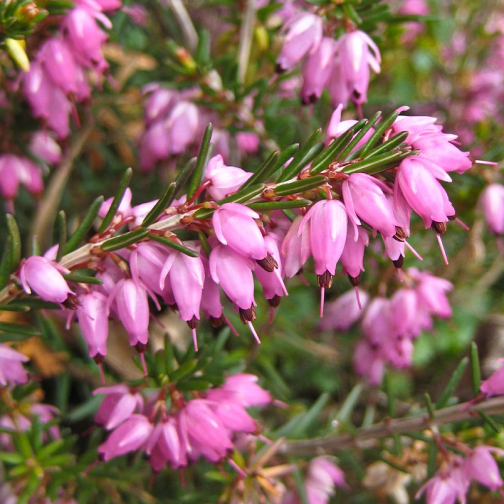Erica carnea Springwood Pink - Brezo vizcaíno