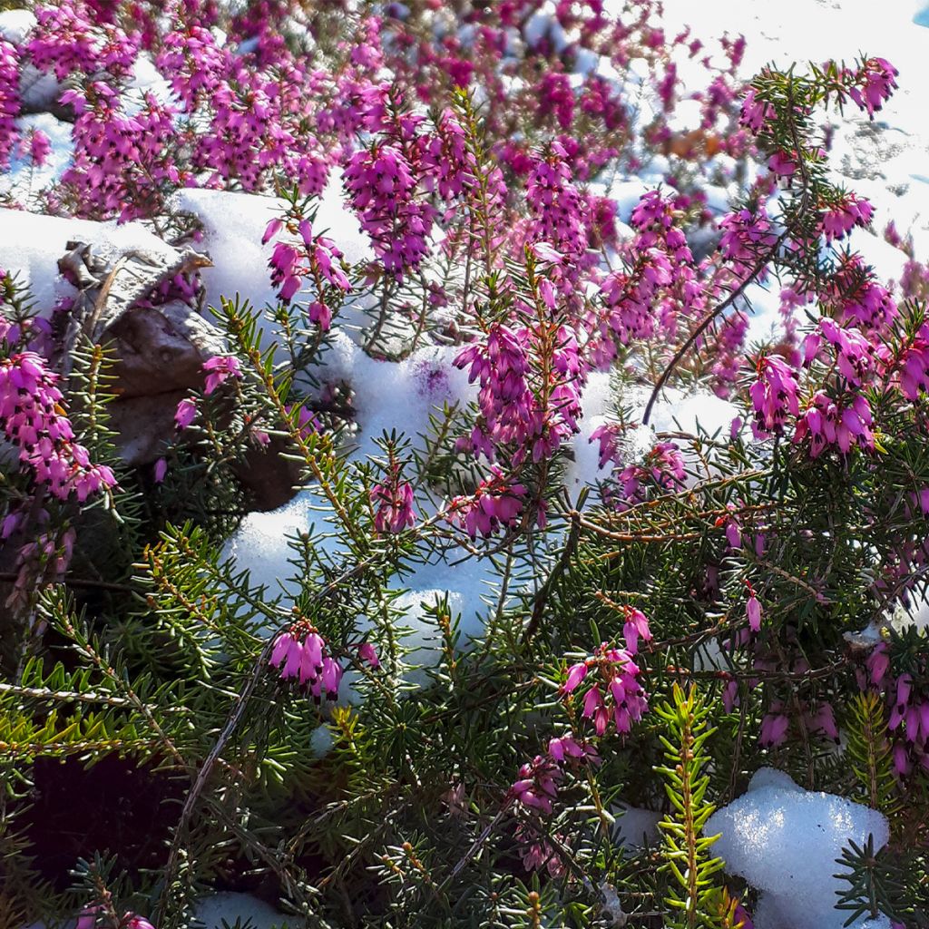 Erica cinerea - Brezo ceniciento