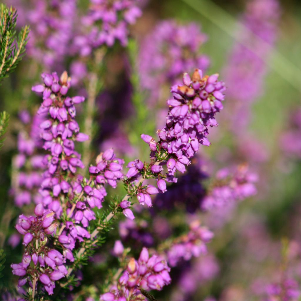 Erica cinerea - Brezo ceniciento