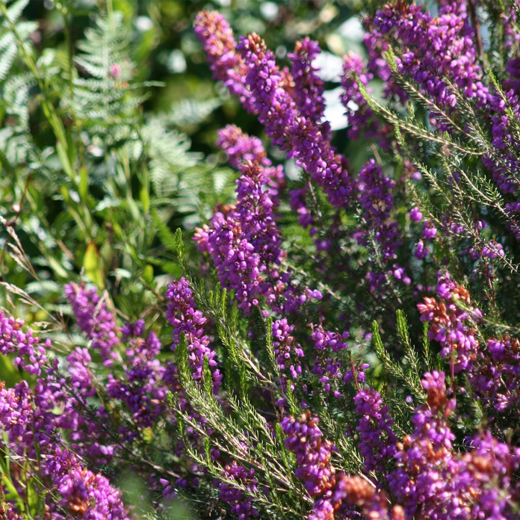 Erica cinerea - Brezo ceniciento