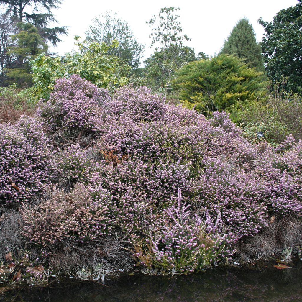 Erica cinerea - Brezo ceniciento