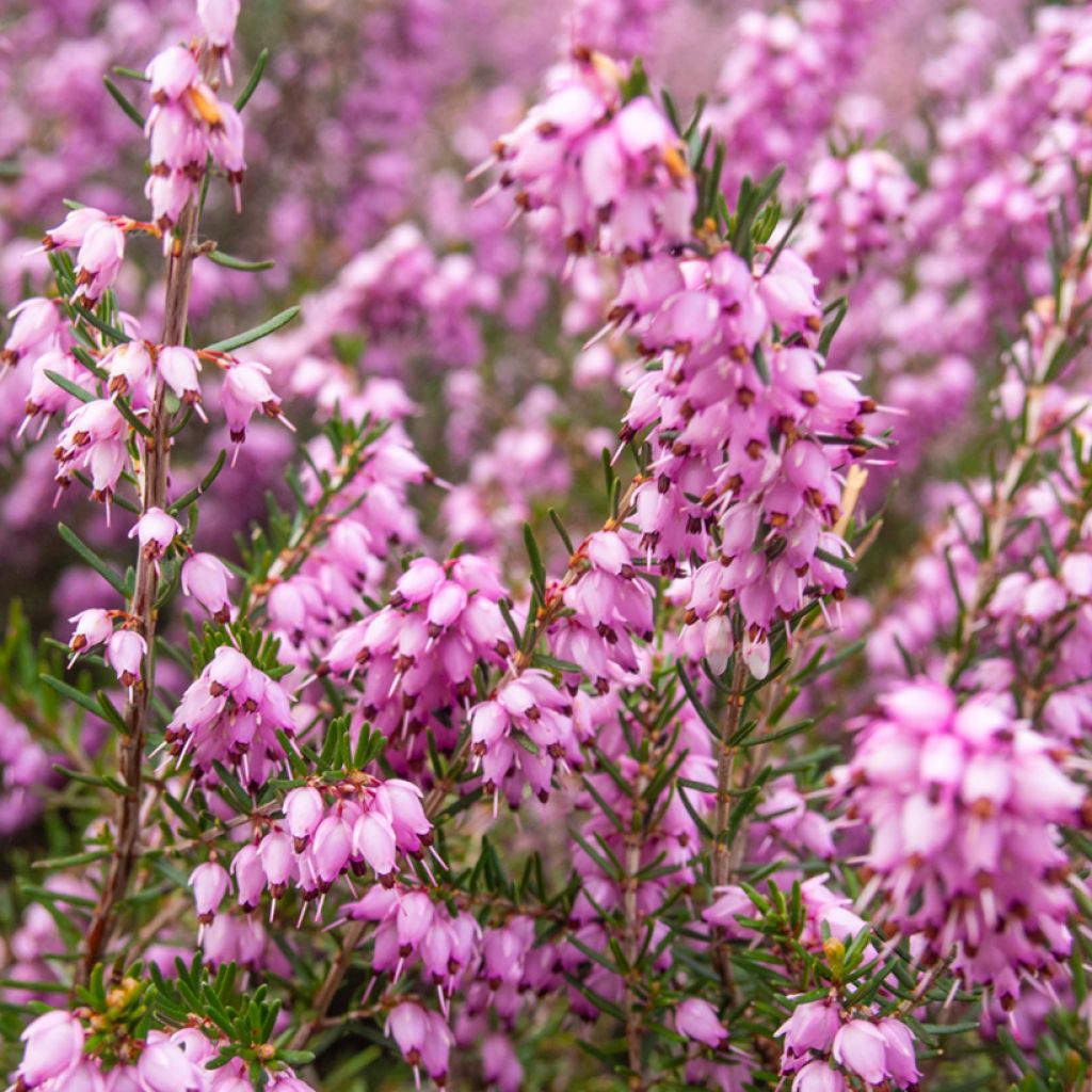 Erica terminalis - Brezo de turbera