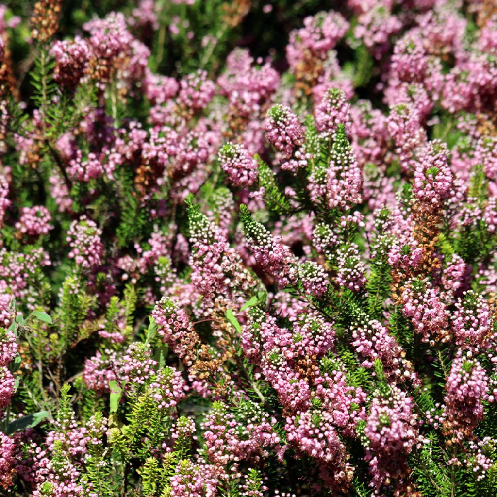 Erica vagans Diana Hornibrook - Brezo