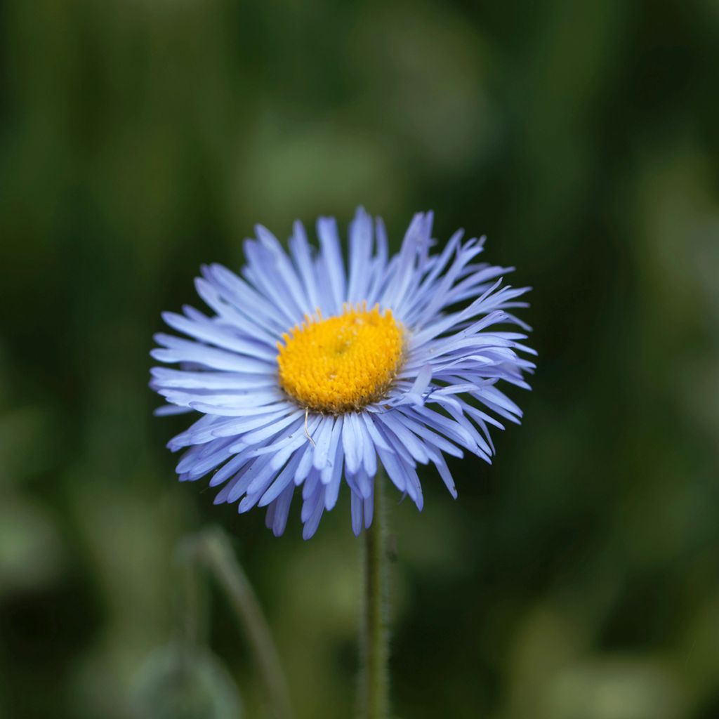 Erigeron Dunkelste Aller - Margarita