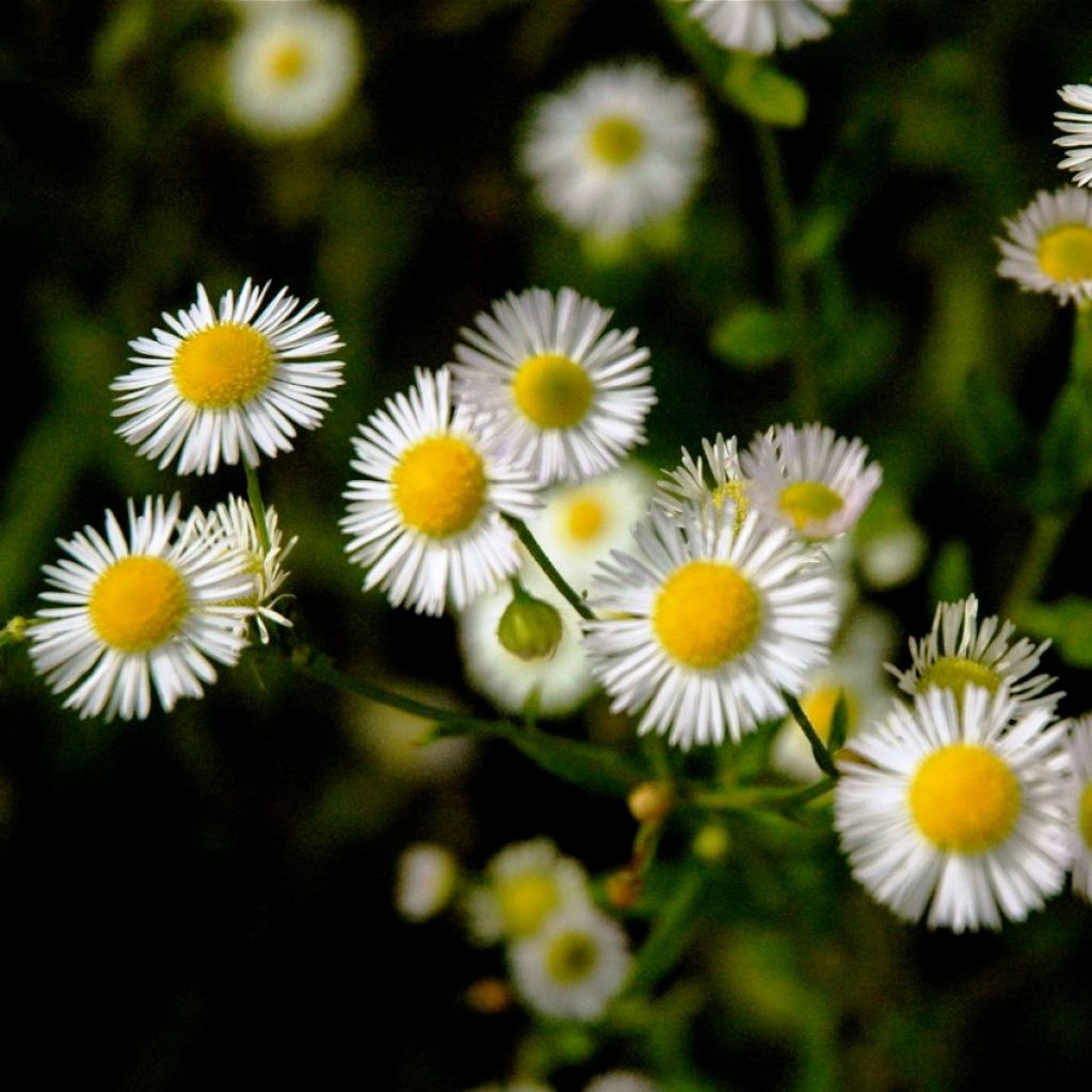 Erigeron annus, Vergerette