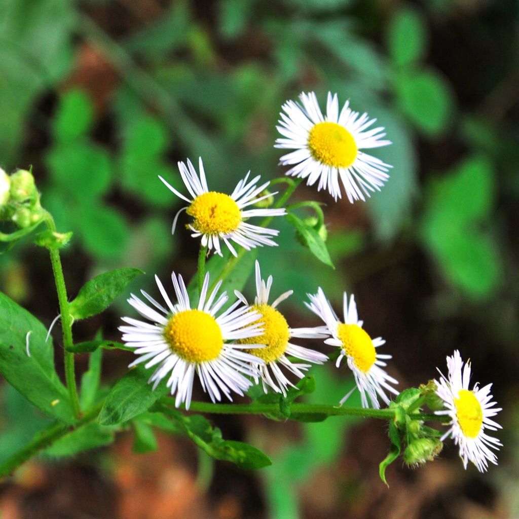 Erigeron annus, Vergerette