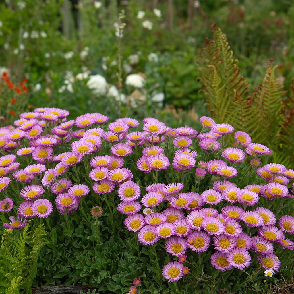 Erigeron glaucus - Margarita glauca