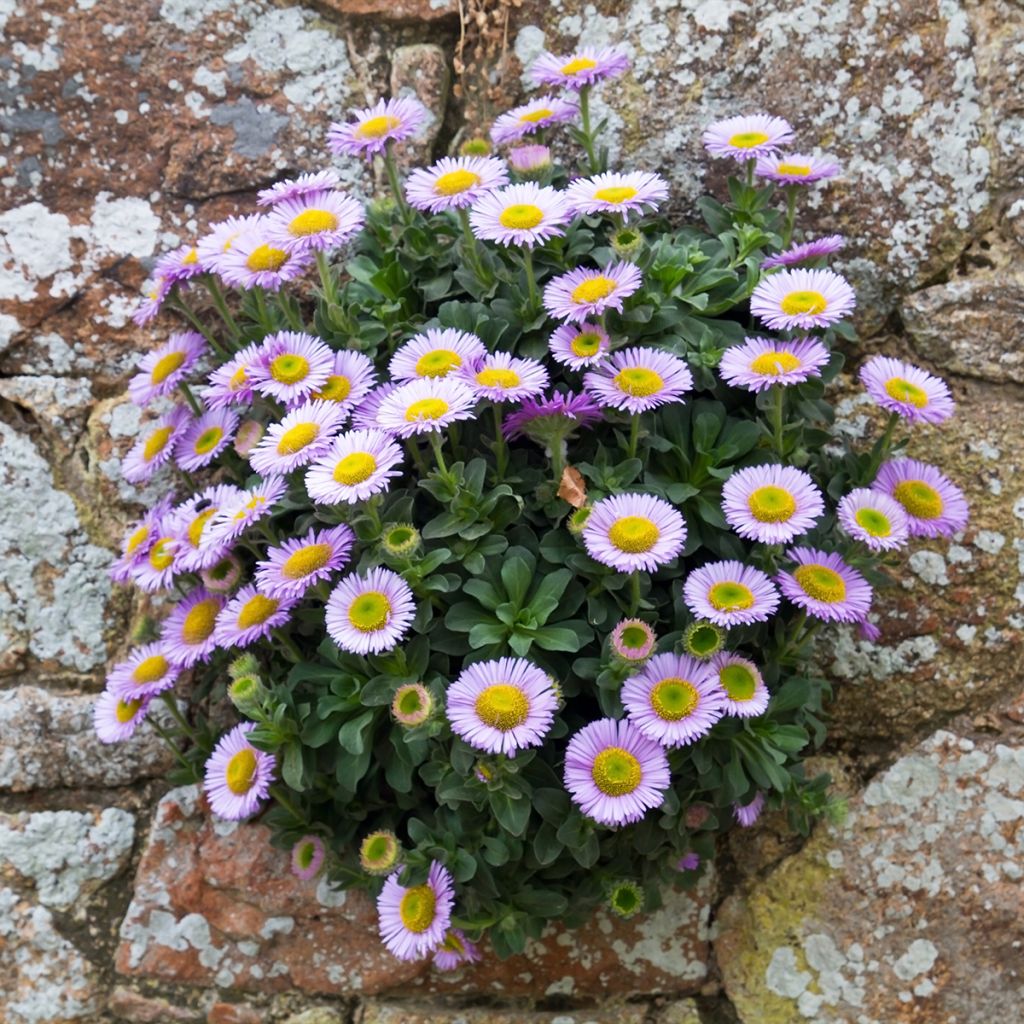 Erigeron glaucus - Margarita glauca