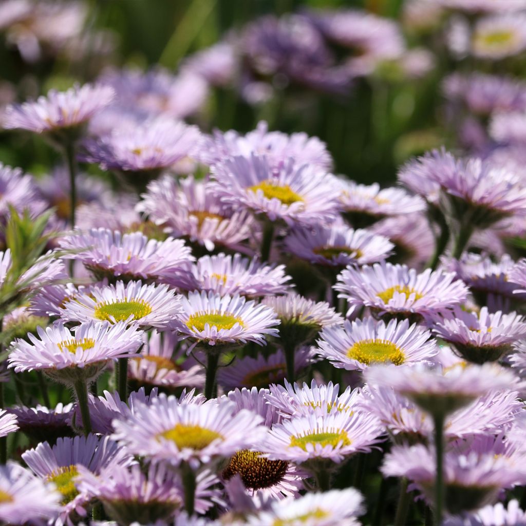 Erigeron glaucus - Margarita glauca