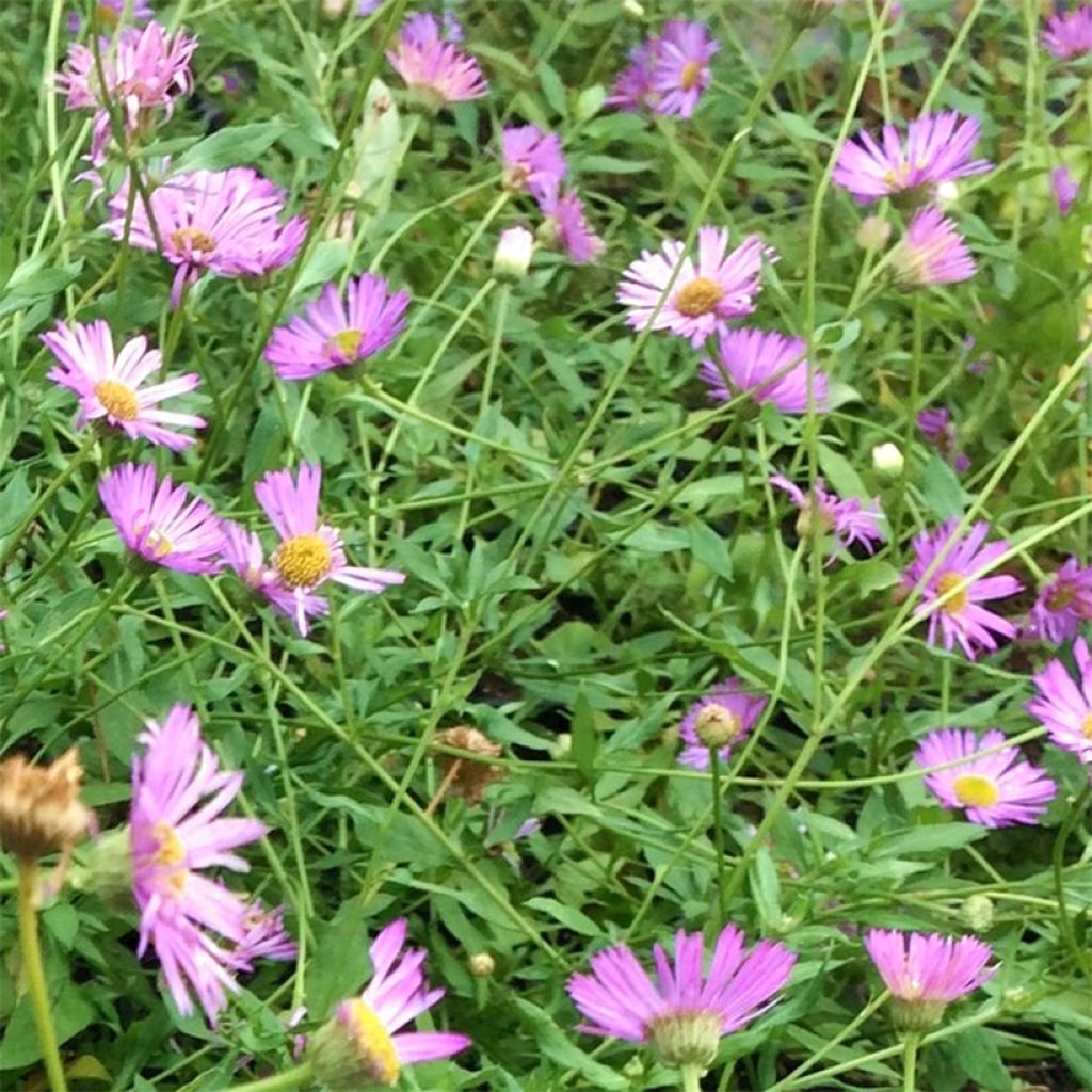 Erigeron karvinskianus Lavender Lady - Margarita cimarrona