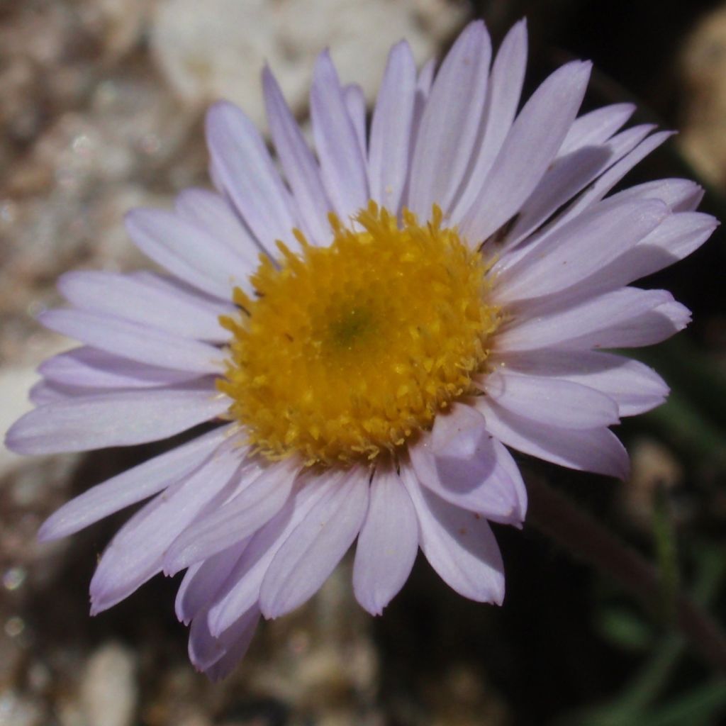 Erigeron leiomerus - Margarita de hojas estrechas