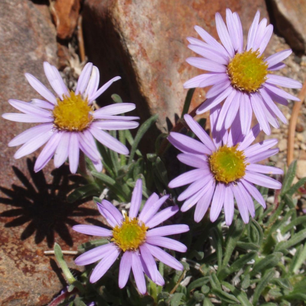 Erigeron leiomerus - Margarita de hojas estrechas