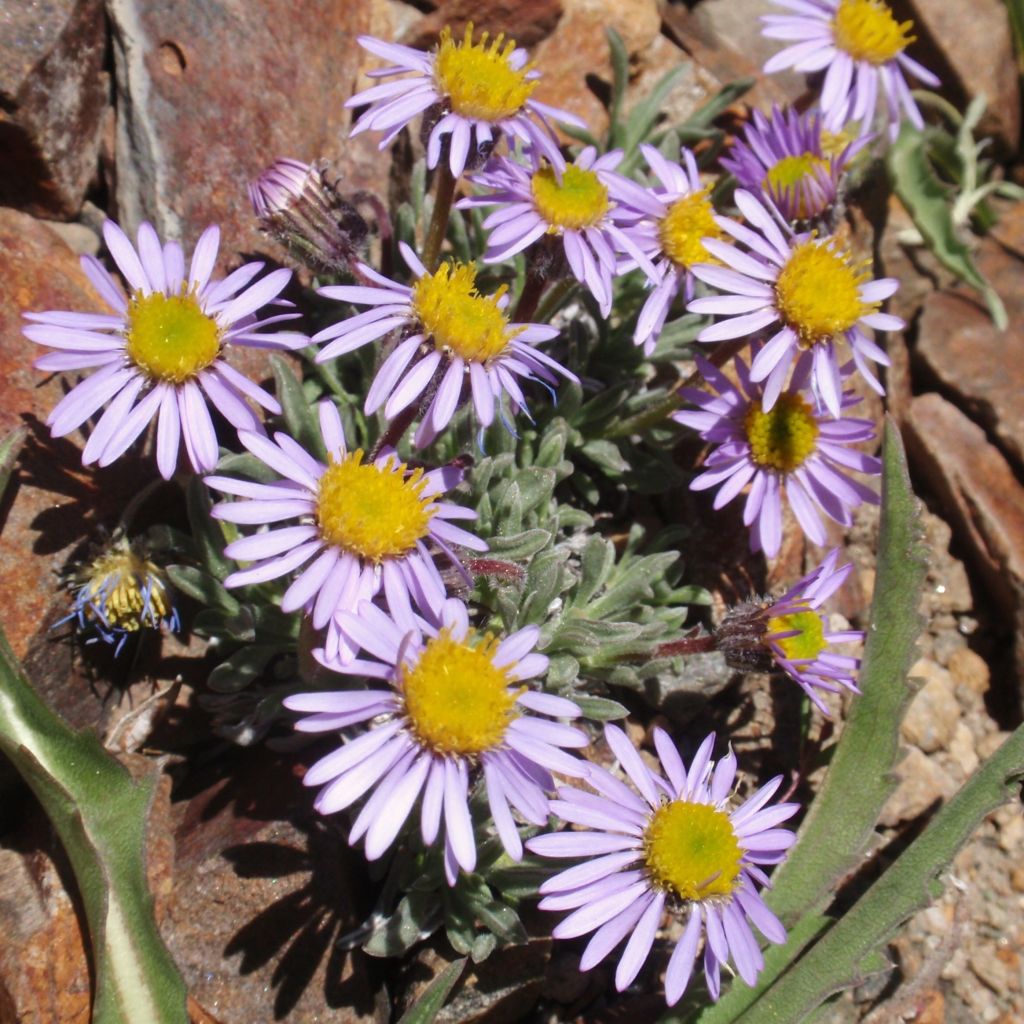 Erigeron leiomerus - Margarita de hojas estrechas