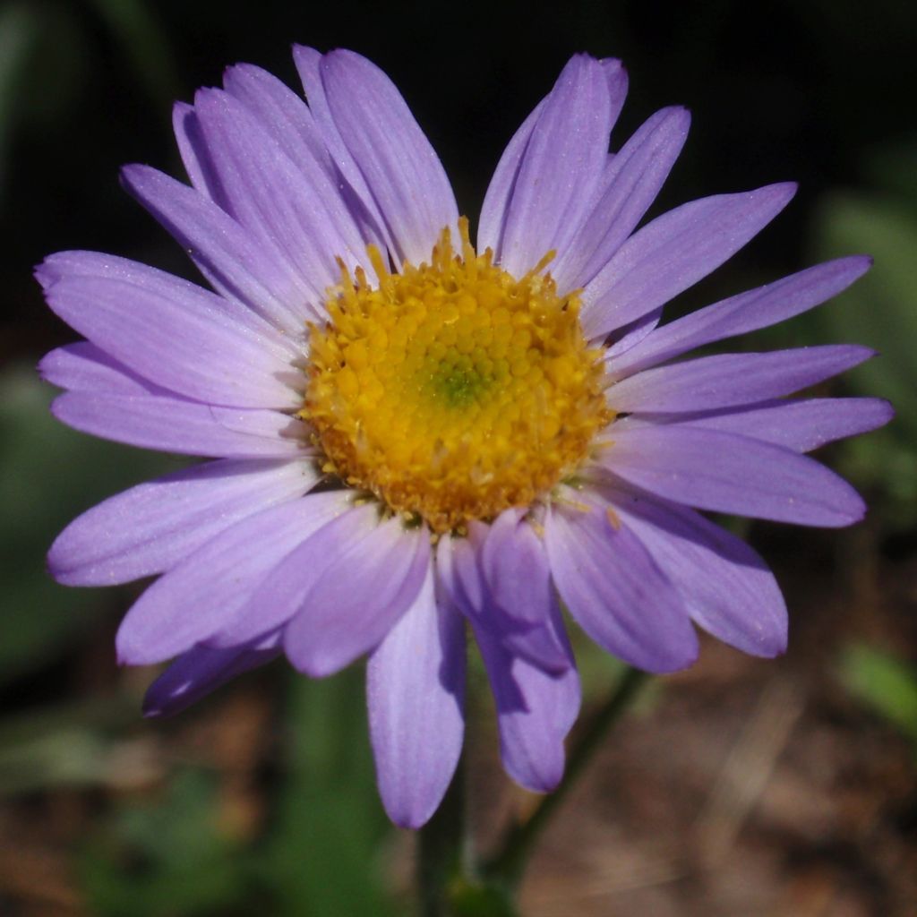 Erigeron leiomerus - Margarita de hojas estrechas