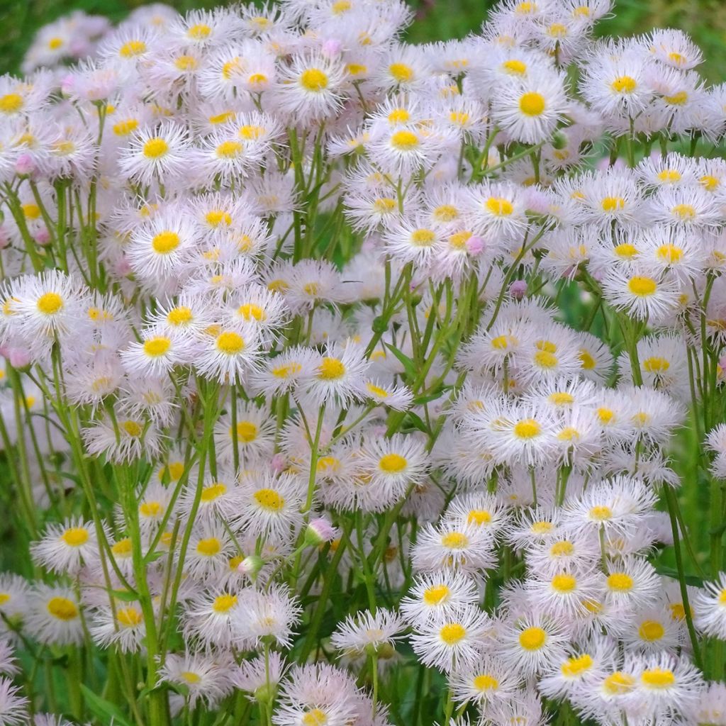 Erigeron philadelphicus - Margarita de Filadelfia