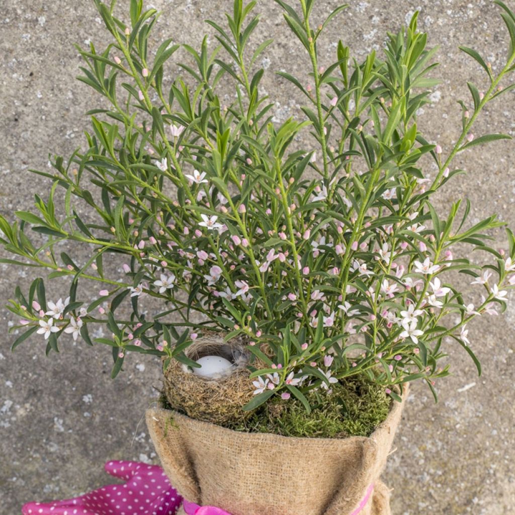 Eriostemon myoporoides Flower Girl Pink