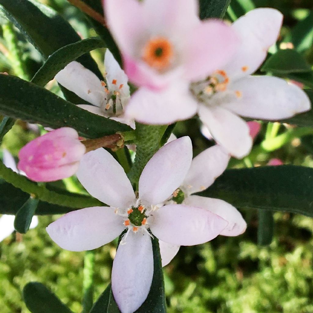 Eriostemon myoporoides Flower Girl Pink