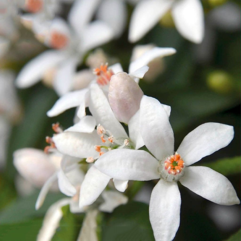 Eriostemon myoporoides Flower Girl White