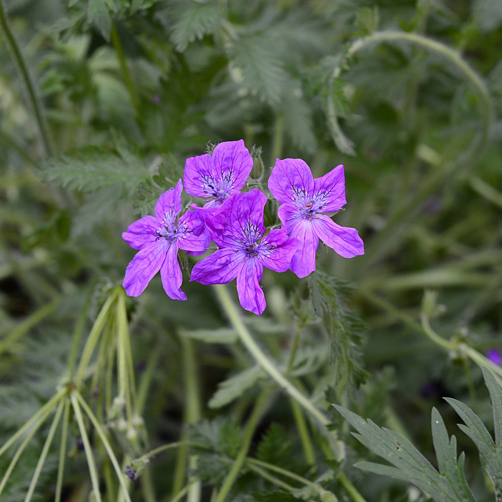 Erodium manescavii - Alfileria