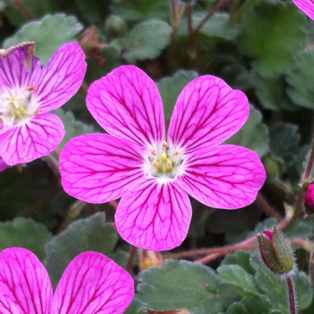 Erodium Bishop's Form - Alfileria