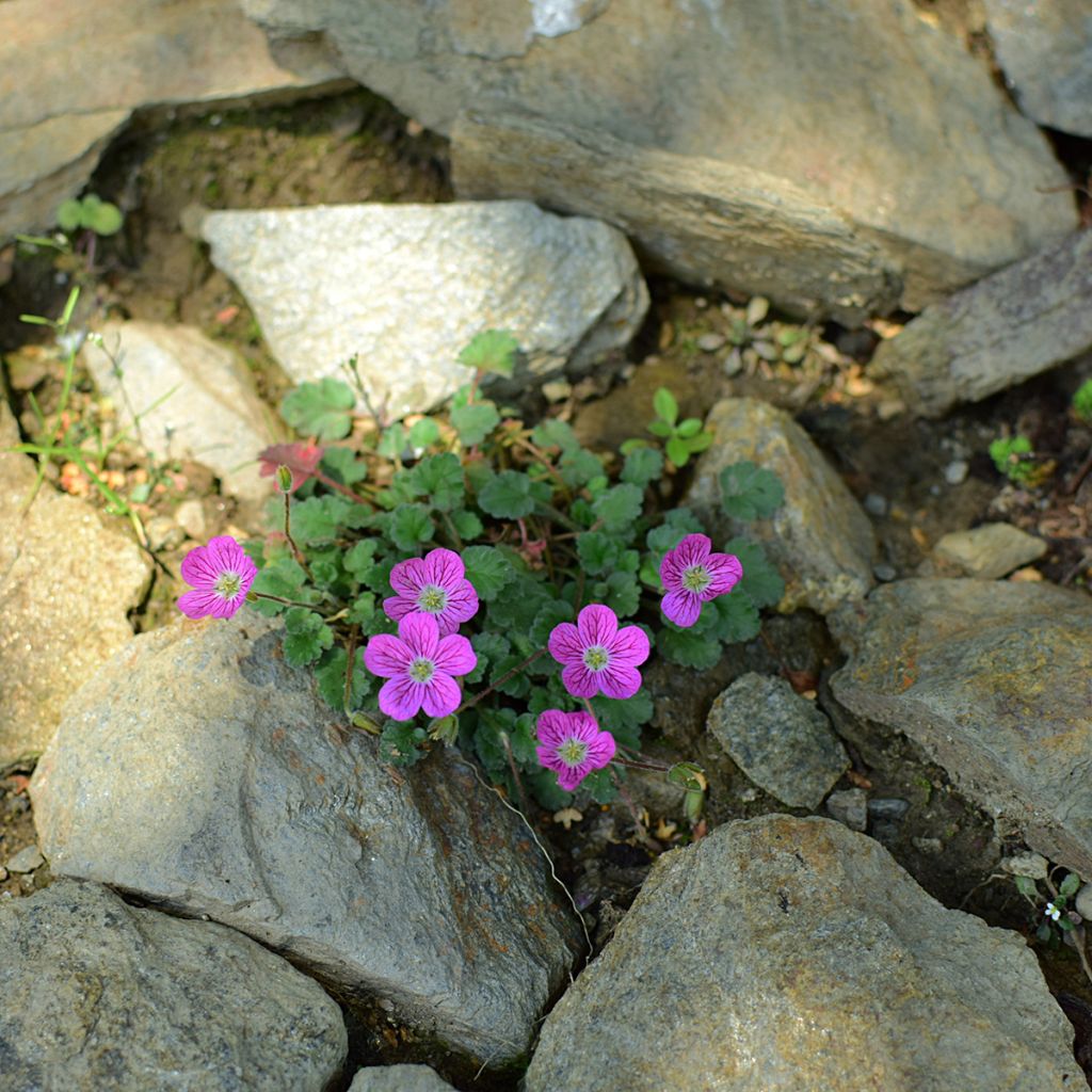 Erodium Bishop's Form - Alfileria