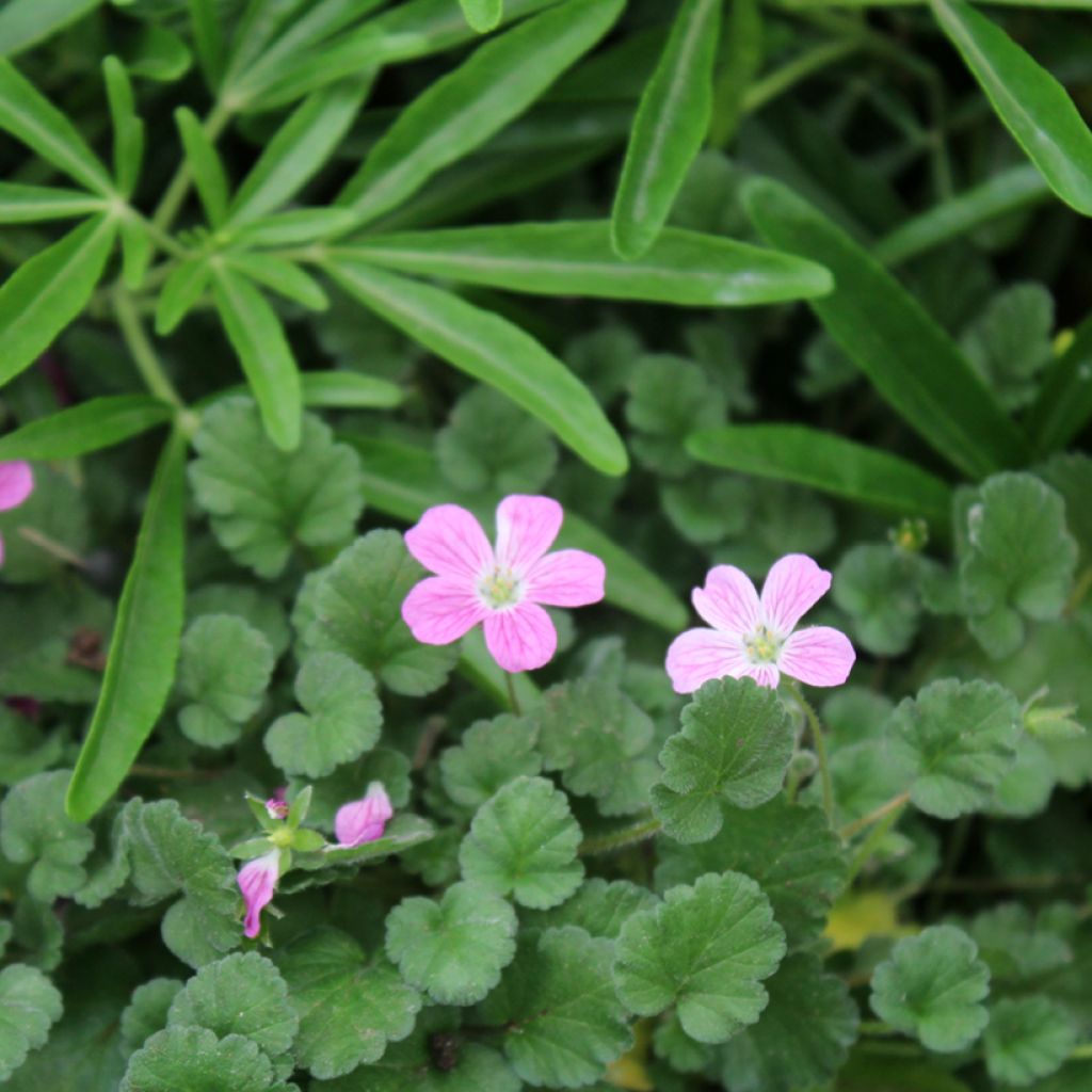 Erodium Bishop's Form - Alfileria